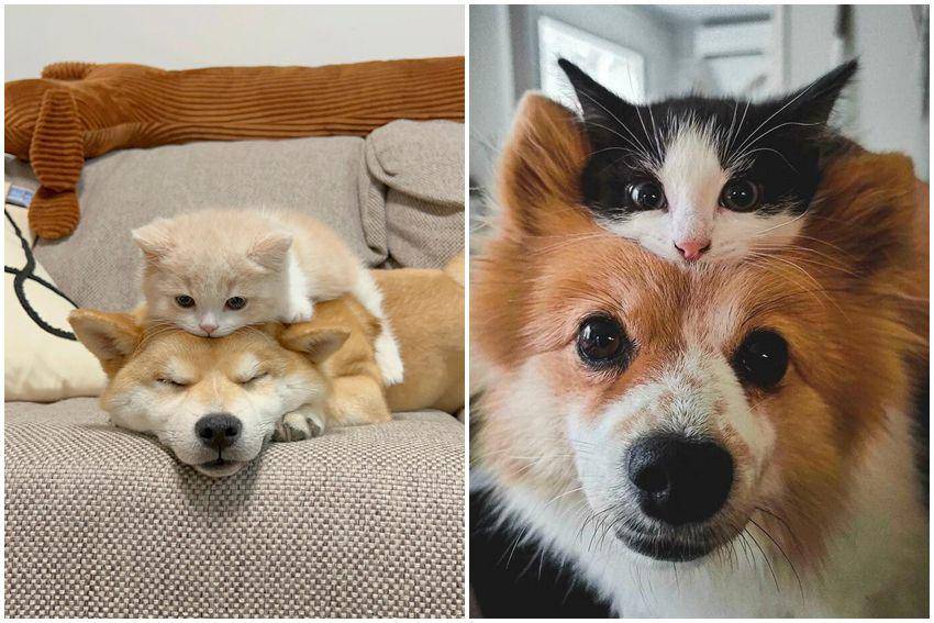 kolase potret anak kucing duduk di kepala seekor anjing (reddit.com/user/Kooky_Fan5073 | reddit.com/user/Full-Mulberry5018)