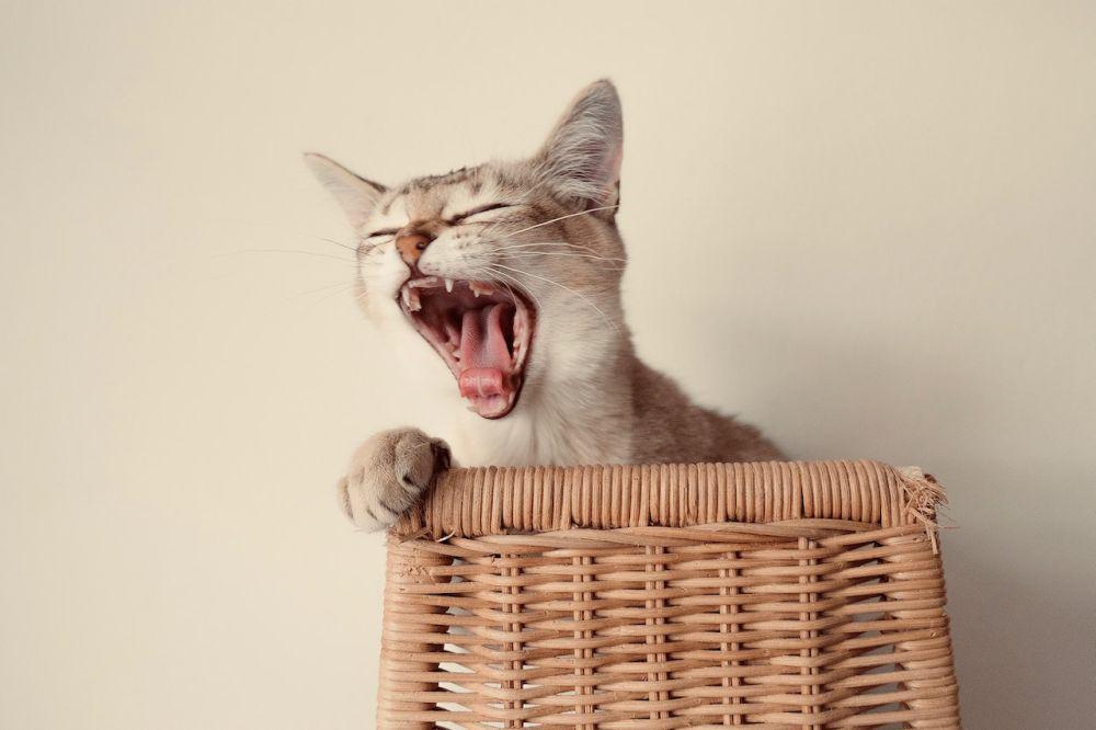 Kenapa Kucing Terkadang Muntah Sesaat setelah Makan?