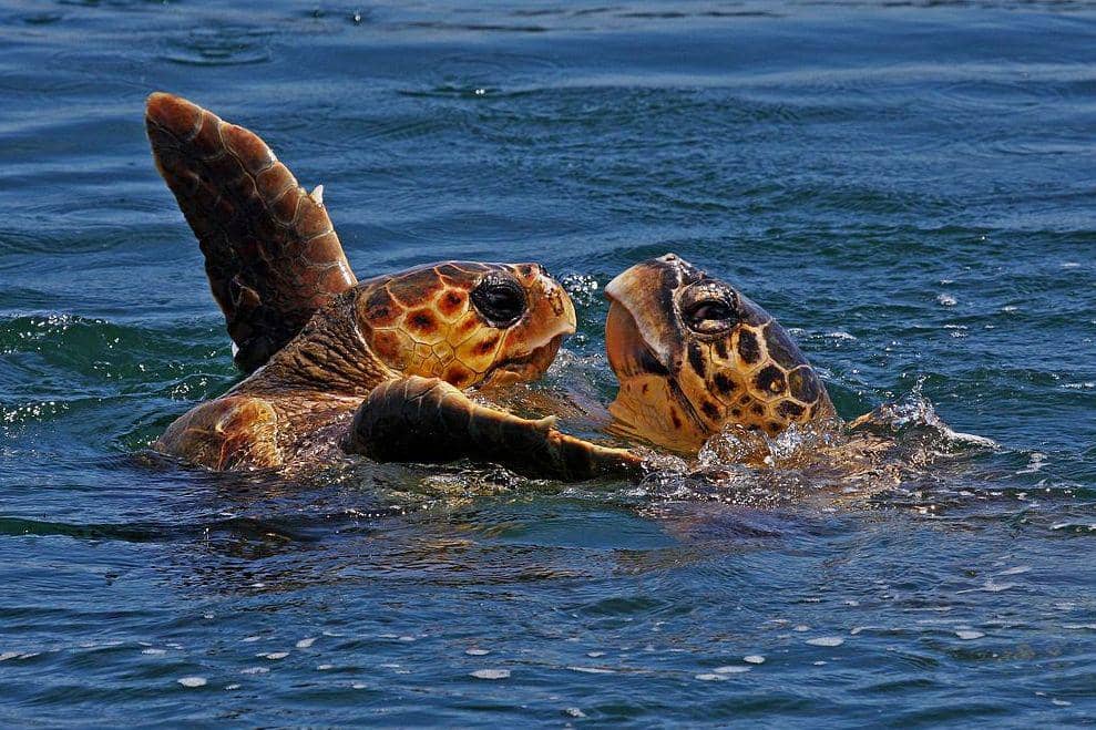 sepasang penyu tempayan di permukaan laut (commons.wikimedia.org/Eco cruising)