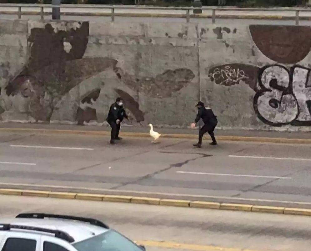 orang kerja gak biasa (izismile.com)