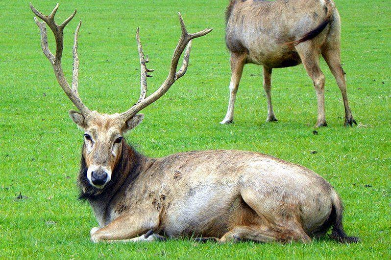 rusa père david jantan (commons.wikimedia.org/Peter O'Connor aka anemoneprojectors)