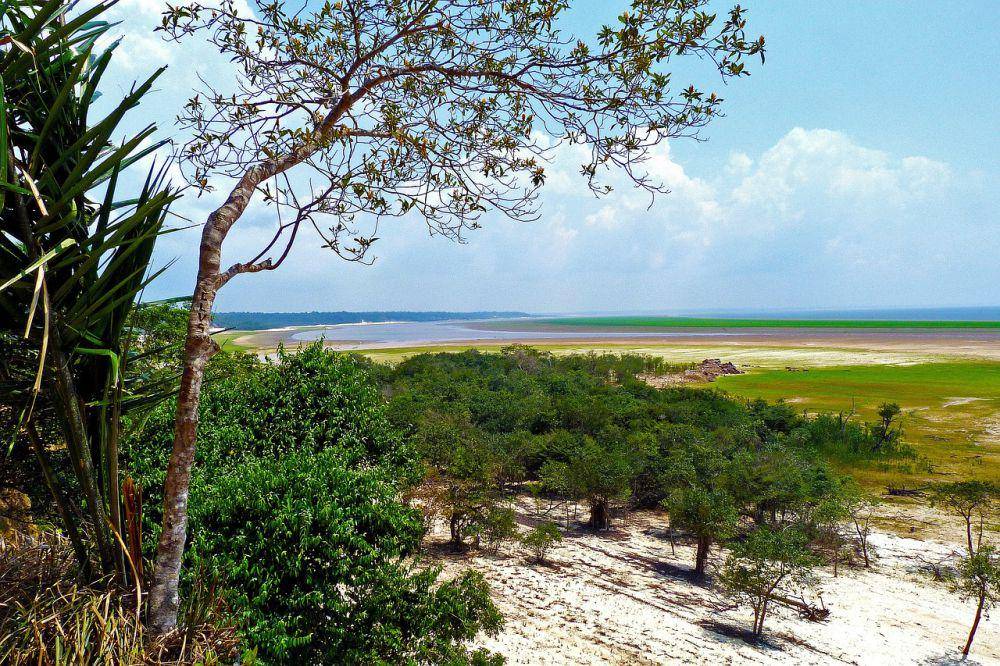 Hutan Amazon (pixabay.com/eismannhans)