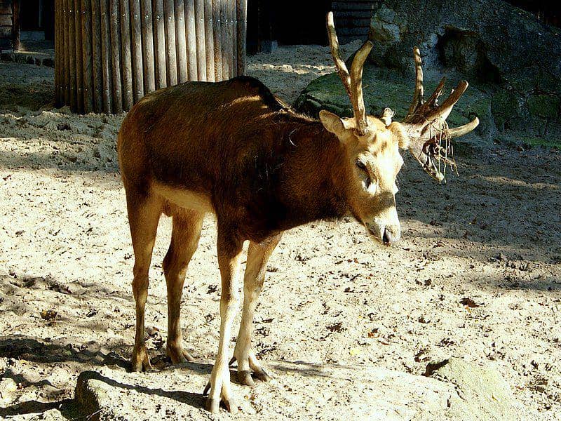 rusa père david di Berlin Zoological Garden (commons.wikimedia.org/NasserHalaweh)