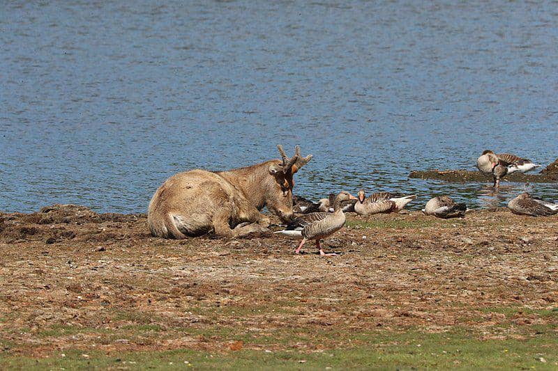 rusa père david di pinggir kolam (commons.wikimedia.org/Sallymaja)