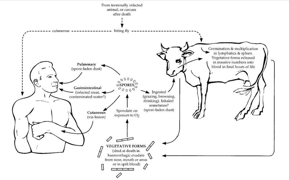 ilustrasi cara penularan anthrax ke manusia (WHO, 2008)