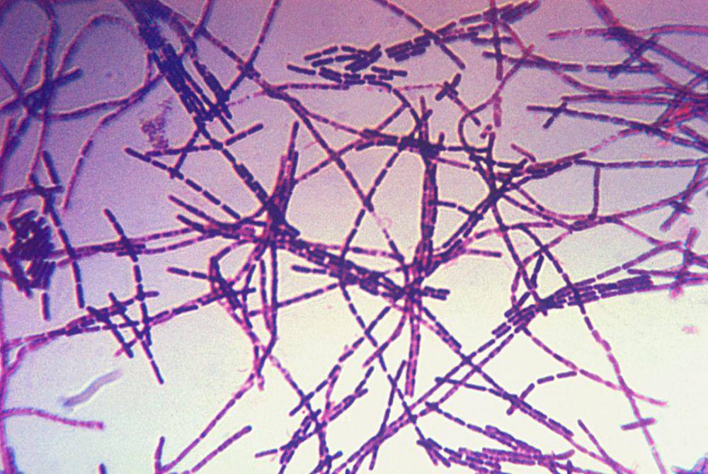 ilustrasi bakteri Bacillus anthracis penyebab antraks (phi.cdc.gov)