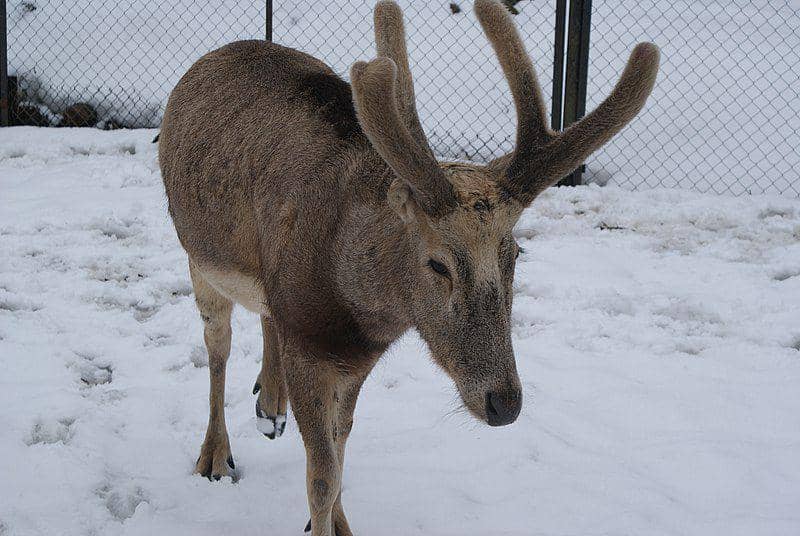 rusa père david di Belarus (commons.wikimedia.org/Хомелка)