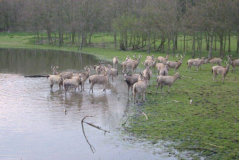 kawanan père david di pinggir kolam (commons.wikimedia.org/GerardM)