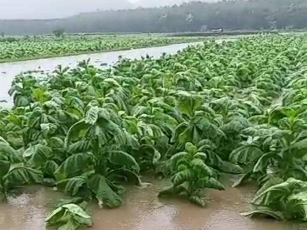 Lahan tembakau di Jember terendam banjir akibat hujan. (FOTO: Istimewa)