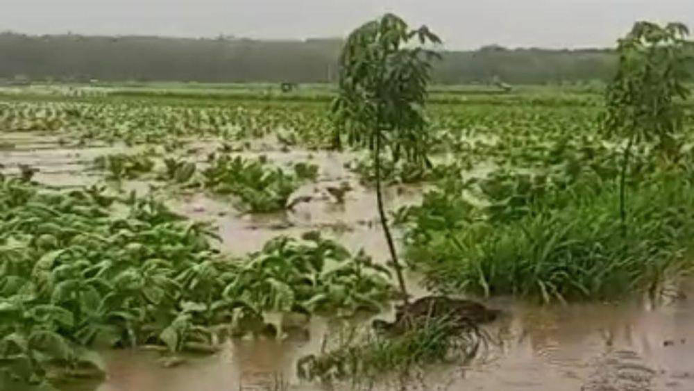 Lahan tembakau di Jember terendam banjir akibat hujan. (FOTO: Istimewa)