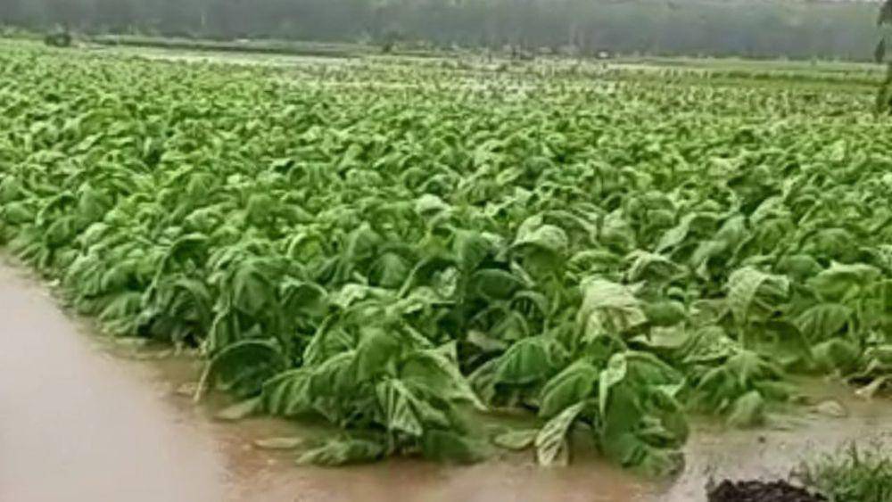 Lahan tembakau di Jember terendam banjir akibat hujan. (FOTO: Istimewa)