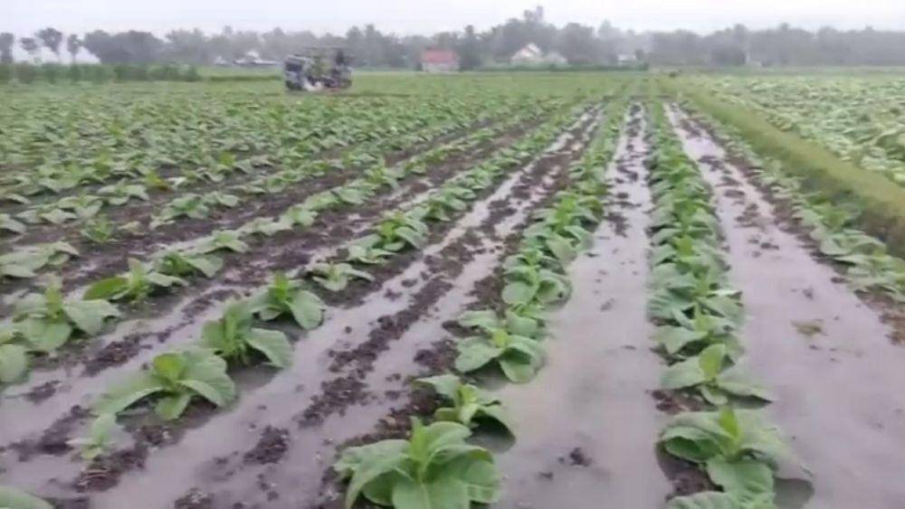Lahan tembakau di Jember terendam banjir akibat hujan. (FOTO: Istimewa)