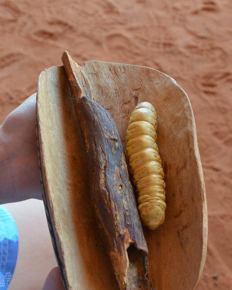 witchetty grub (pxfuel.com)