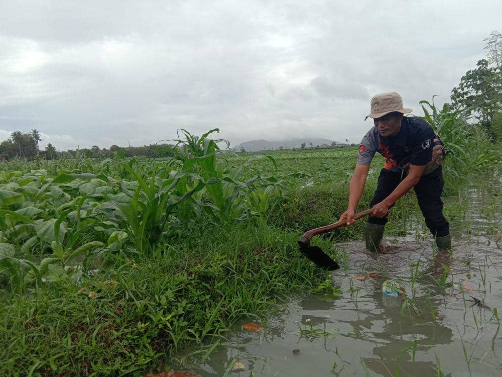 Pujo Hadi, petani tembakau di Jember sedang mengurai genangan air hujan. (FOTO: Istimewa)