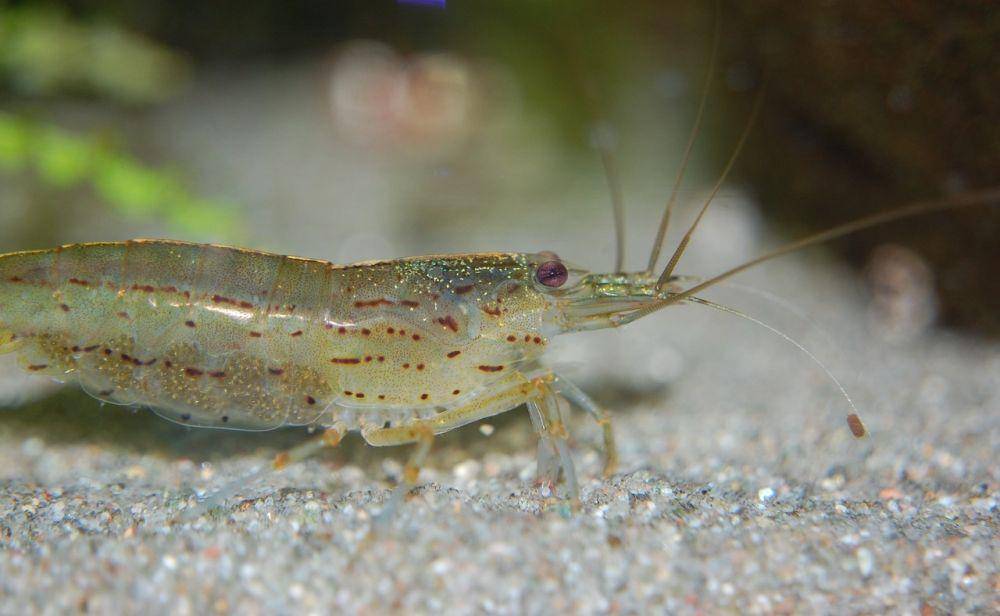 ilustrasi udang, salah satu makanan Channa marulioides (pixabay.com/basuka)