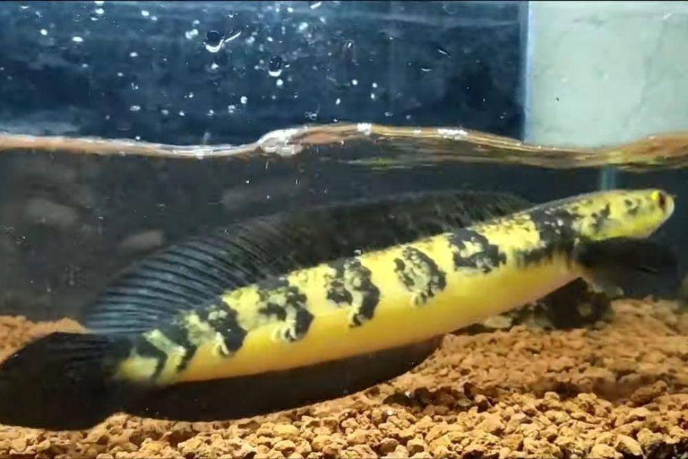 ilustrasi Channa marulioides (wikimedia.org/Diidodod)