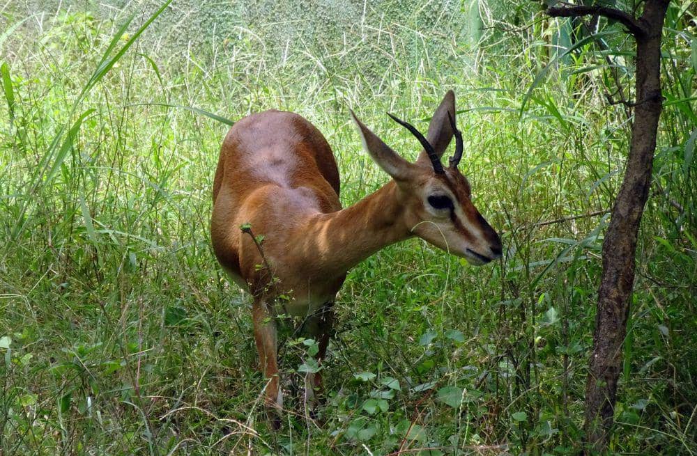 Chinkara (pixabay.com/Bishnu Sarangi)