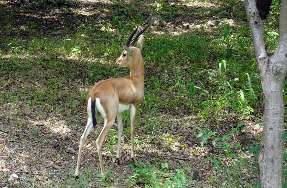 Chinkara (pixabay.com/Bishnu Sarangi)