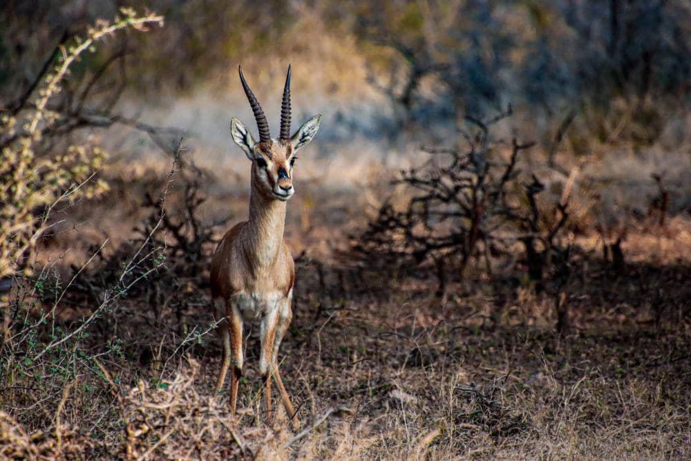 Chinkara (unsplash.com/Gaurav Sharma)