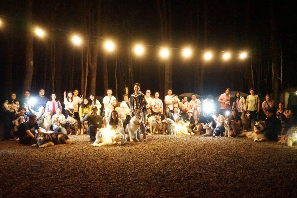 Unik, Kimo Malamute Ultah dan Undang 30 Anjing Sejenis di Lembang