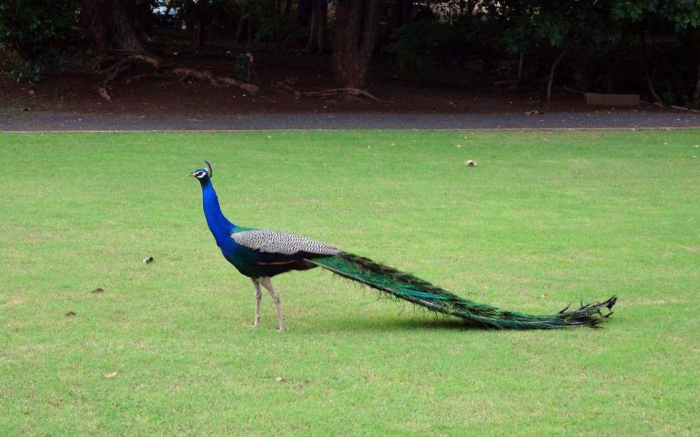 Merak (pixabay.com/Bishnu Sarangi)