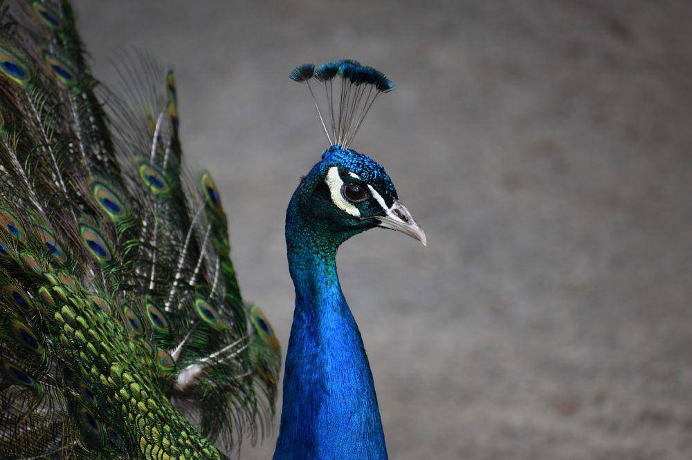 Merak (pixabay.com/Andrea Gibhardt)