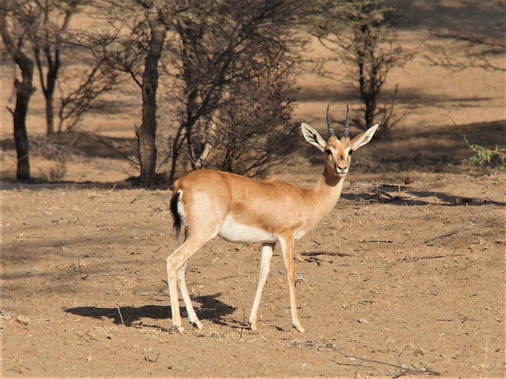 Chinkara (pexels.com/Deanne Scanlan)