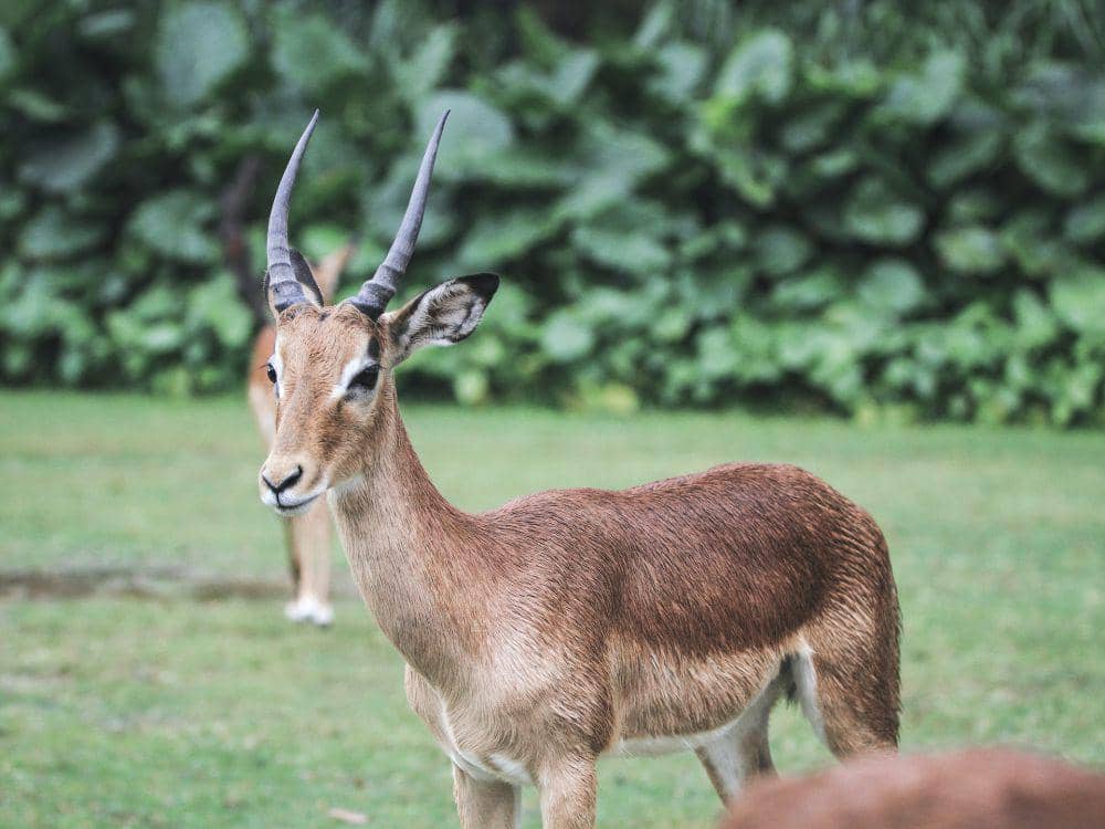 Chinkara (pexels.com/Mehmet Turgut  Kirkgoz)