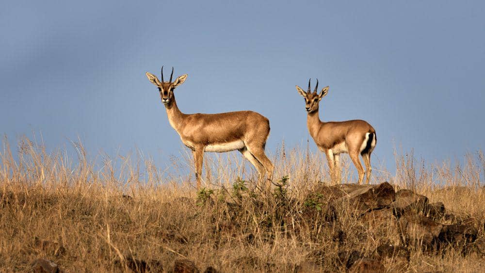 6 Fakta Chinkara, Gazelle Asia Selatan yang Berlari Cepat
