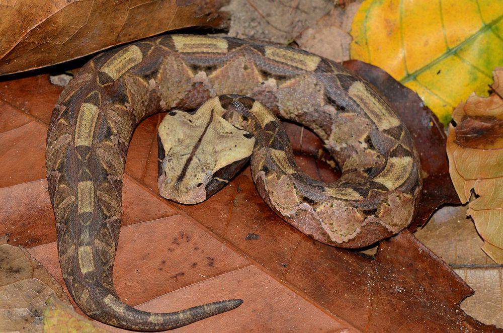 ular Gaboon viper bukan ular yang agresif dan cenderung bergerak secara lambat dan tenang (commons.wikimedia.org/Marius Burger)