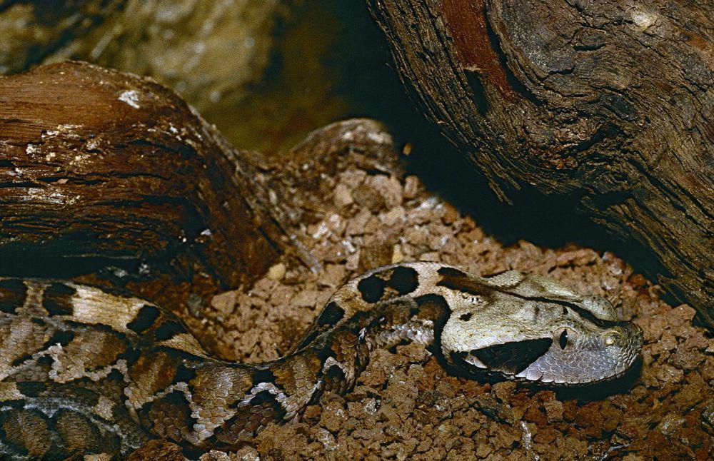 potret ular Gaboon viper di sebuah kebun binatang di Spanyol (commons.wikimedia.org/Bernard Dupont)