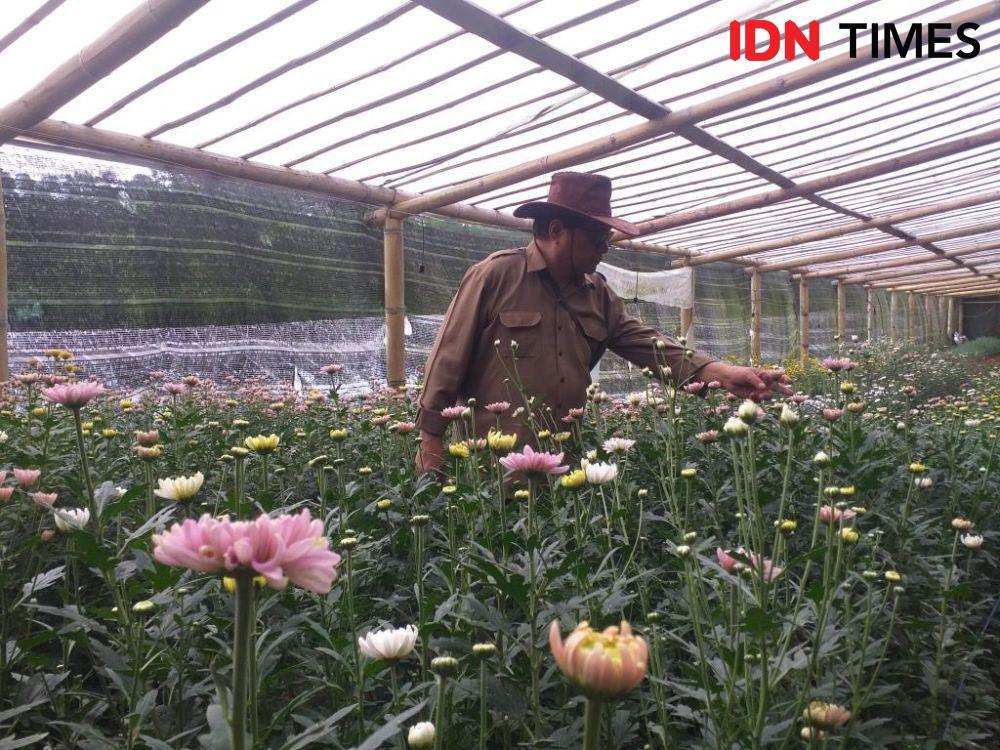 Petani Bunga Tomohon Tanam 12500-15 Ribu Bunga untuk TIFF 2023