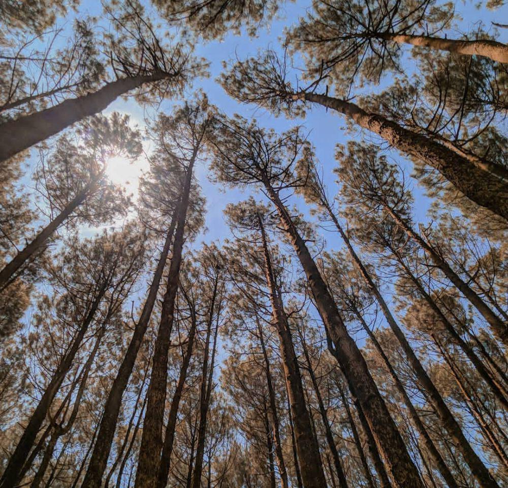 Info Wisata Hutan Pinus Mangunan: Lokasi, Rute, dan Tipsnya