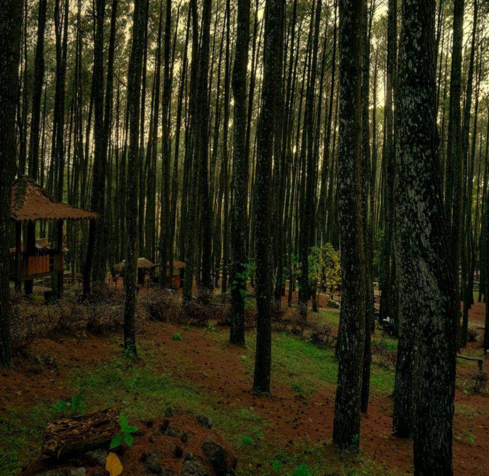 Hutan Pinus Mangunan (instagram.com/goten444)