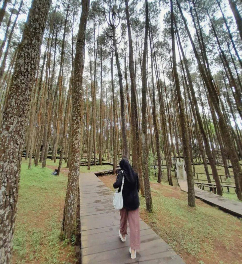 Hutan Pinus Mangunan (instagram.com/angl.iicaa)