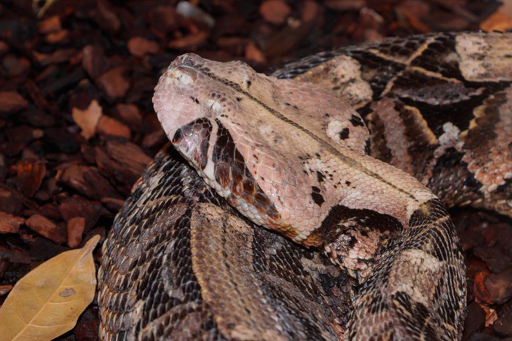 ular Gaboon viper biasanya menunggu dan menyergap mangsanya ketika berburu (commons.wikimedia.org/H. Zell)