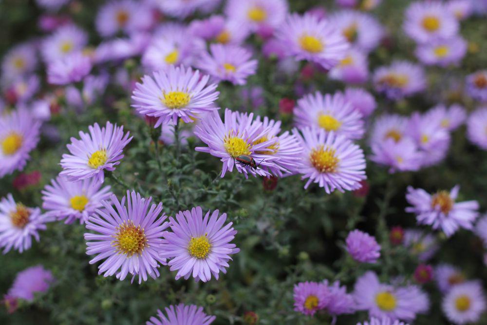 Bunga aster (pexels.com/Eleonora Sky)