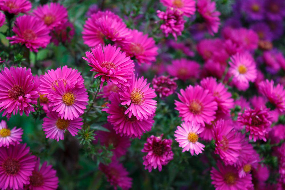 Bunga aster (pexels.com/Jirka Goláň)
