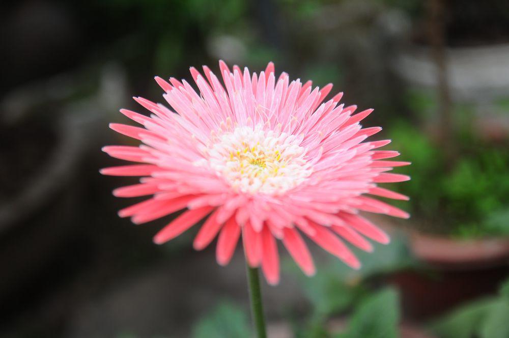 Bunga aster (pexels.com/Michael Paig)