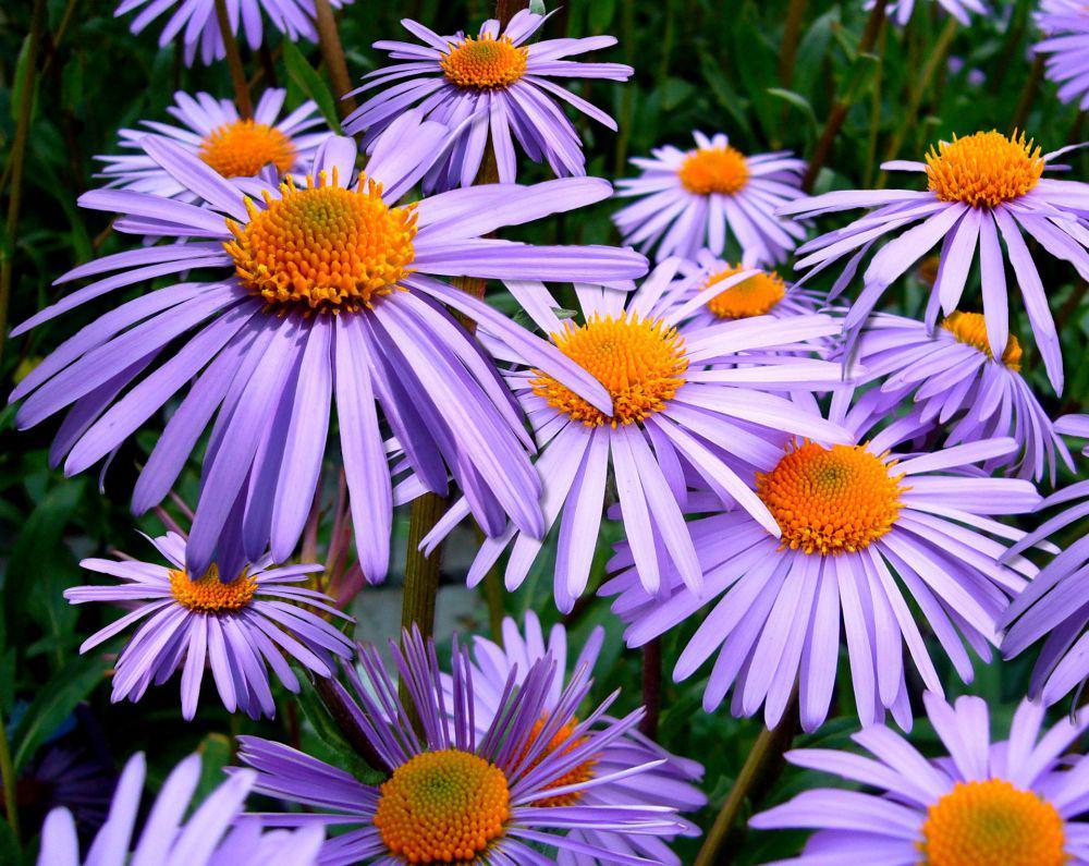 Bunga aster ungu (pexels.com/Pixabay)