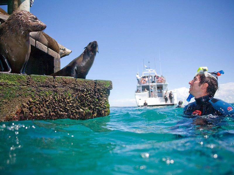 Berenang sambil menyapa para anjing laut (visitmelbourne.com)