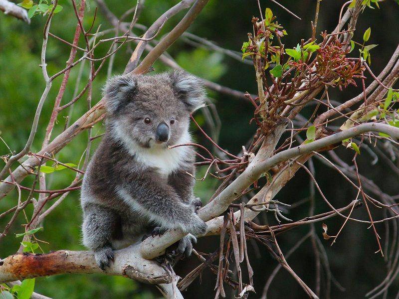 Kehidupan koala di alam liar (visitmelbourne.com)