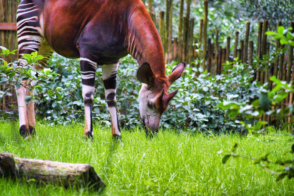 Okapi (unsplash.com/Brian McGowan)