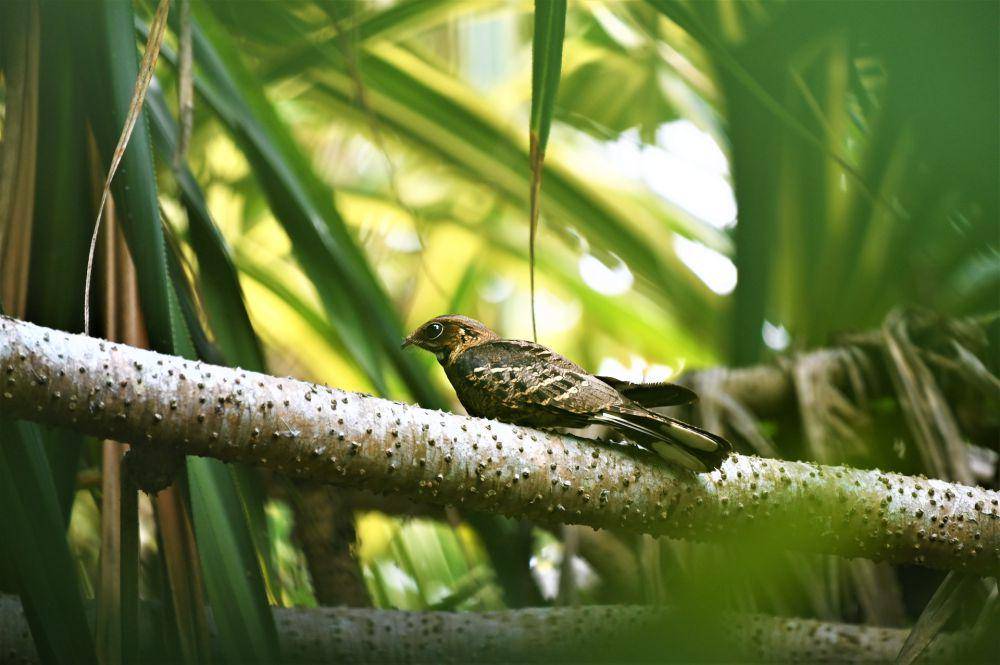 Burung cabak (unsplash.com/Mark Stoop)