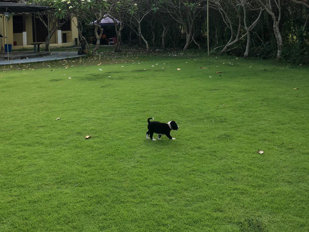 5 Tempat Adopsi Anjing di Bali, Aman dan Tepercaya