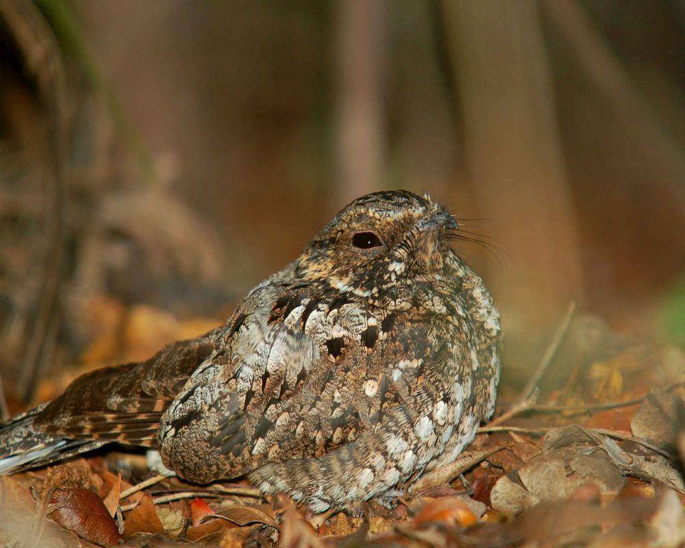 Burung cabak (pixabay.com/PublicDomainImages)