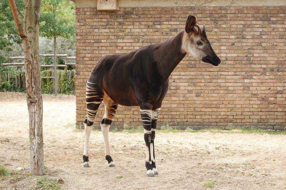 Okapi (pixabay.com/Tina Robson)