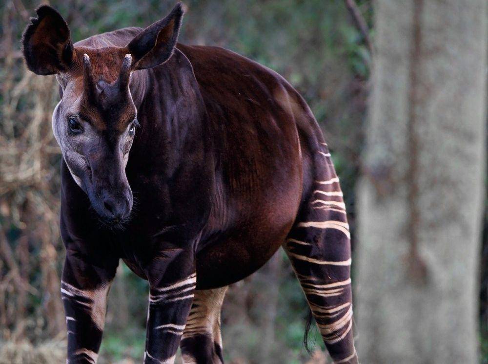Okapi (pixabay.com/Angela)