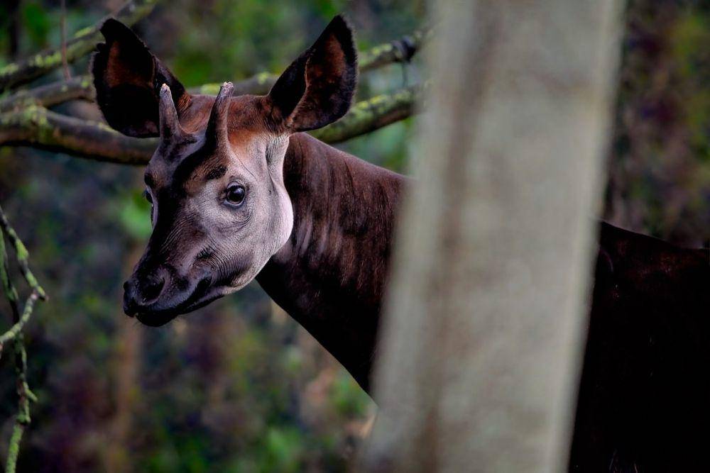 Okapi (pixabay.com/Angela)
