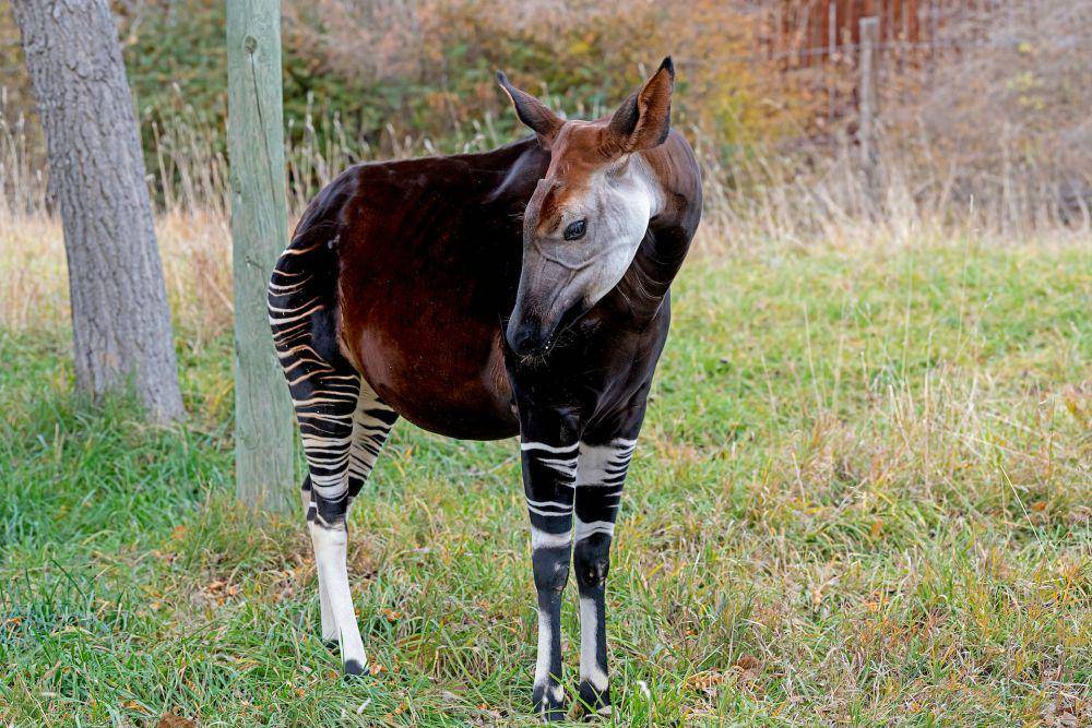 Okapi (pexels.com/Mike Kit)